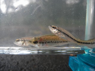 ワンダースクール通信 1033